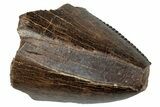 Serrated Tyrannosaur Tooth Tip - Judith River Formation #276473-1